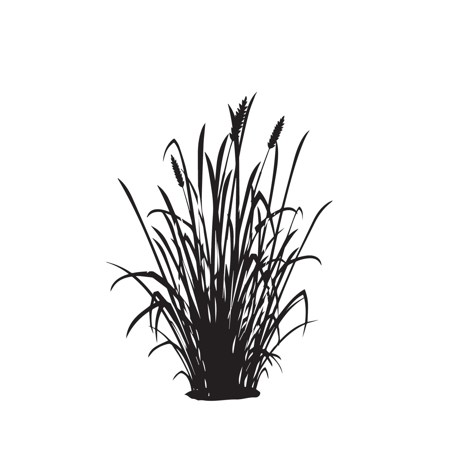 Grass - Ornamental