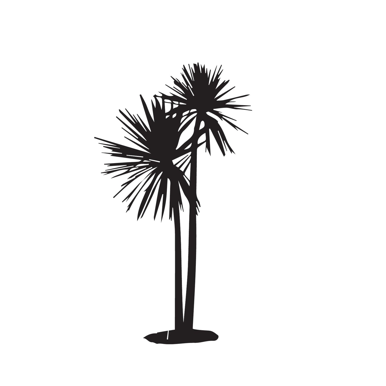 Cabbage Tree