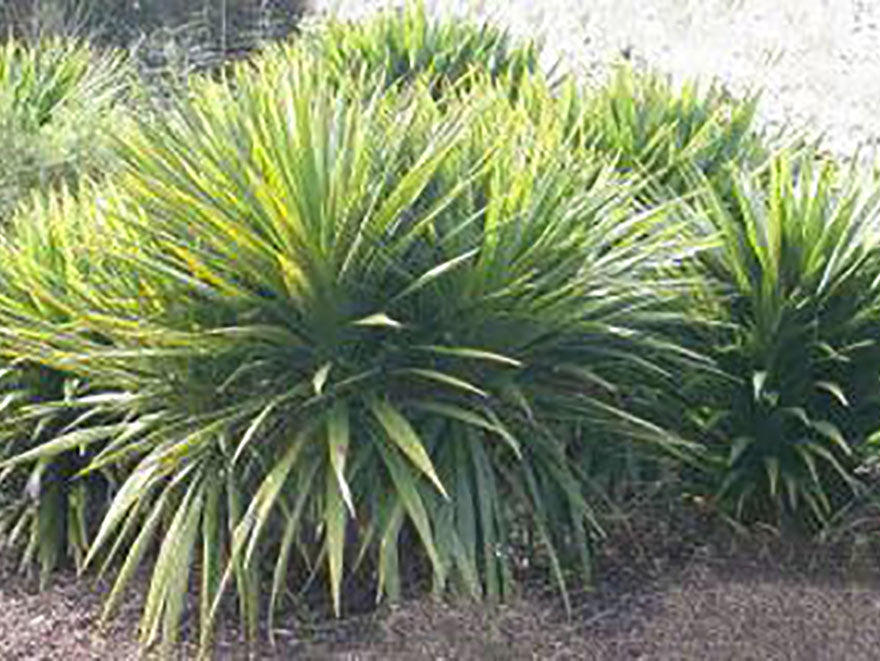 Cordyline Pumilo