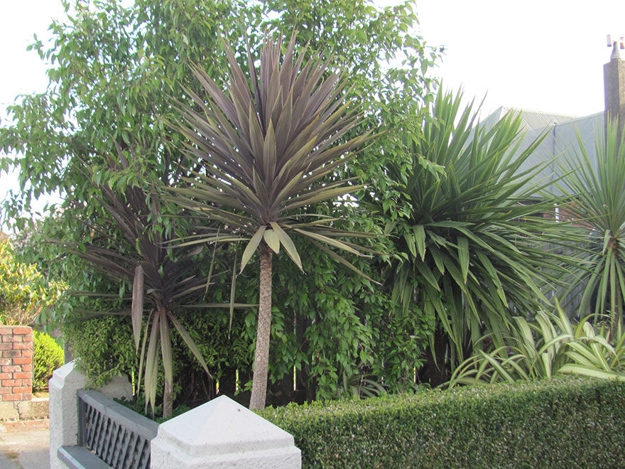 dracaena purple tower Cordyline Purple Tower