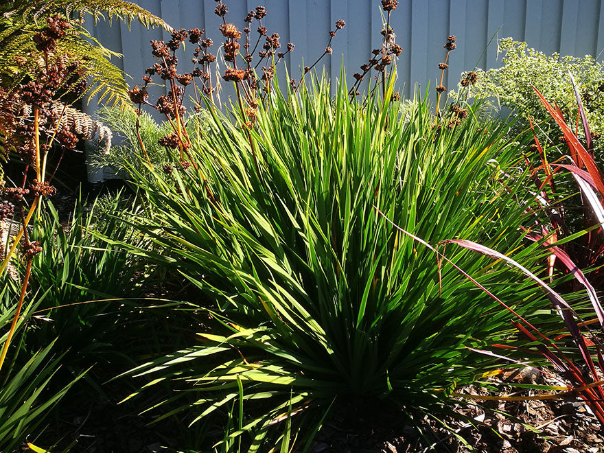 Libertia Grandiflora - NZ Flax Lily
