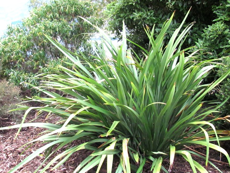 Phormium Cookianum 'Green'