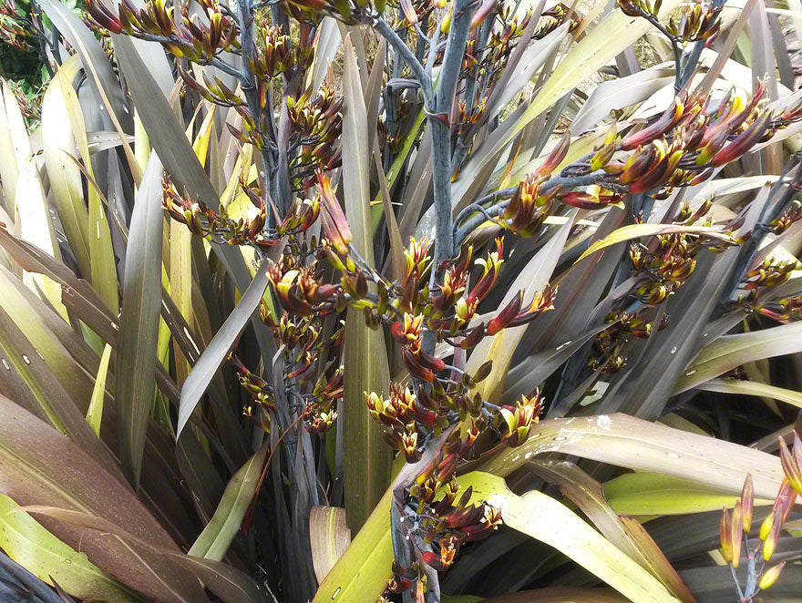 Phormium Black Rage