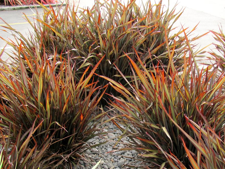 Phormium Jack Spratt