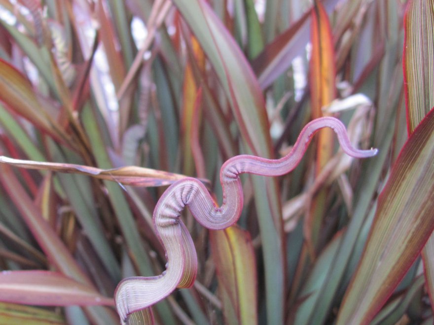 Phormium Surfer Bronze - Bronze Twisted Flax