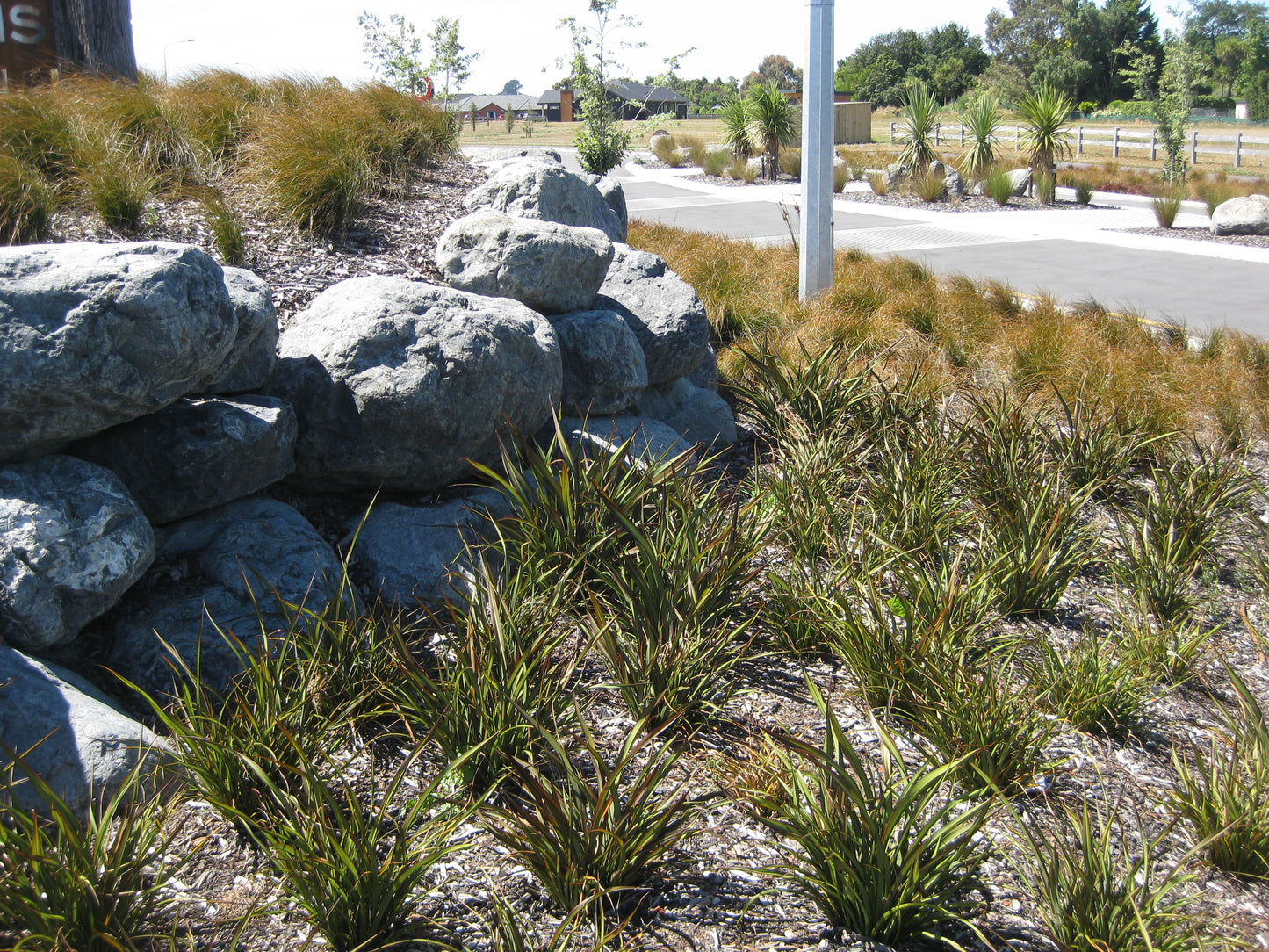 Phormium Surfer Green - Green Twisted Flax