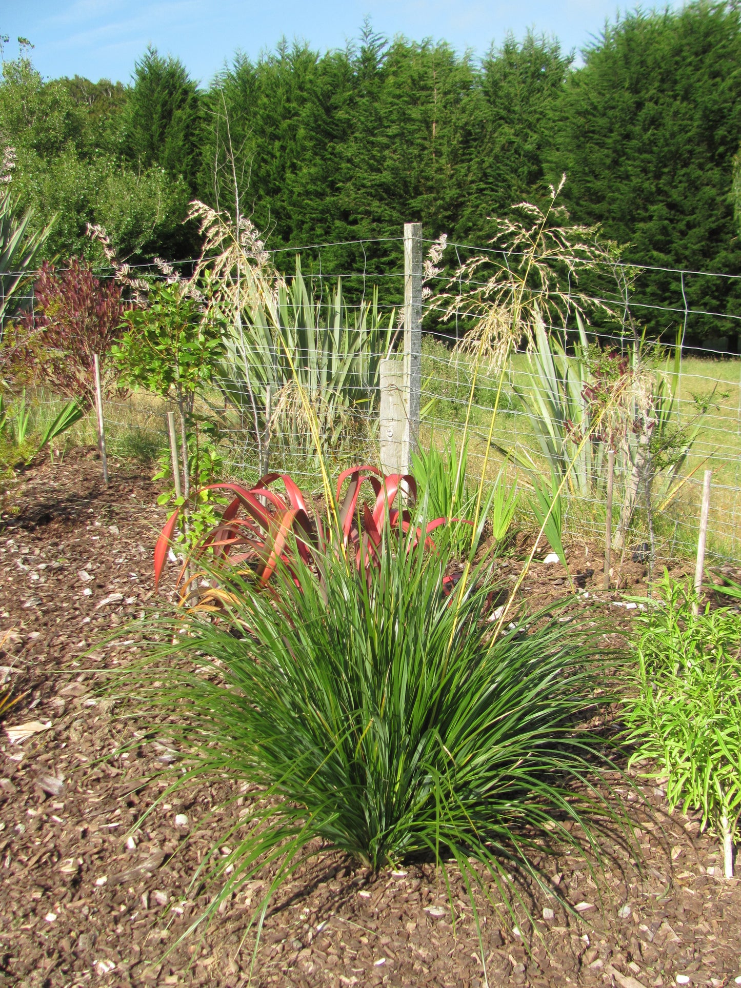 Chionochloa Conspicua