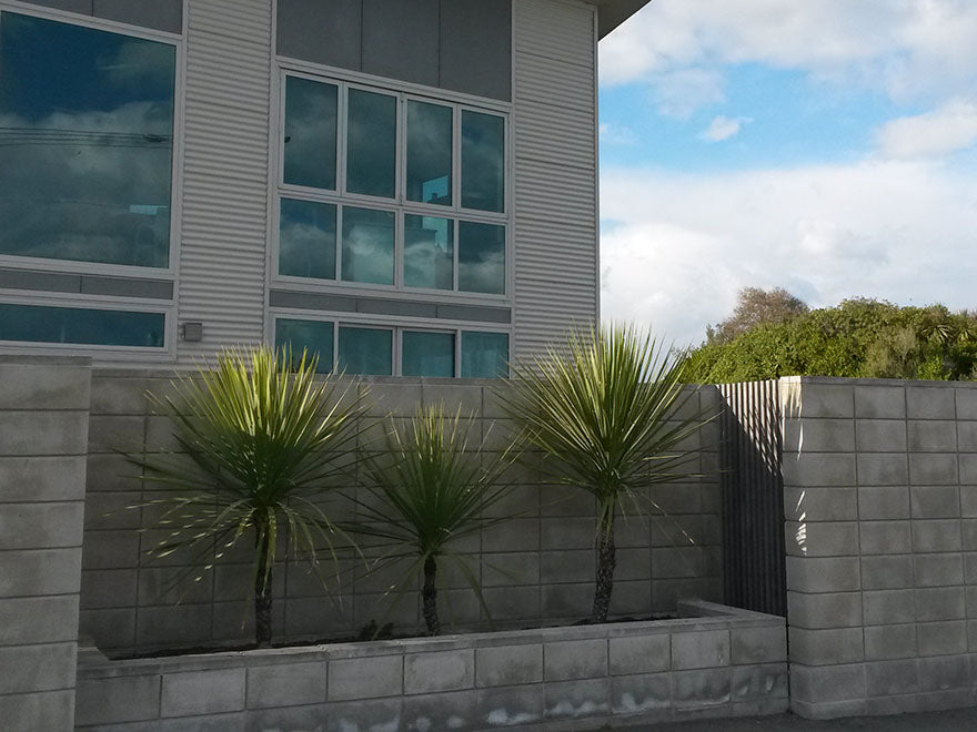 Cordyline Australis - Cabbage Tree