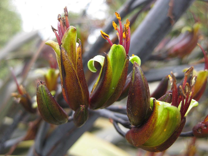 Phormium Cookianum 'Purple'
