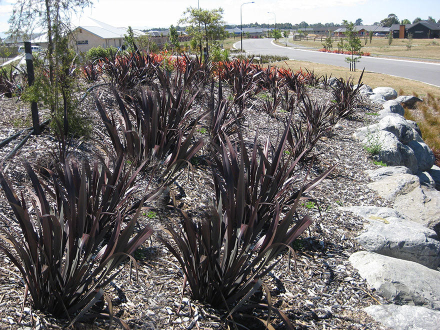 Phormium Black Rage