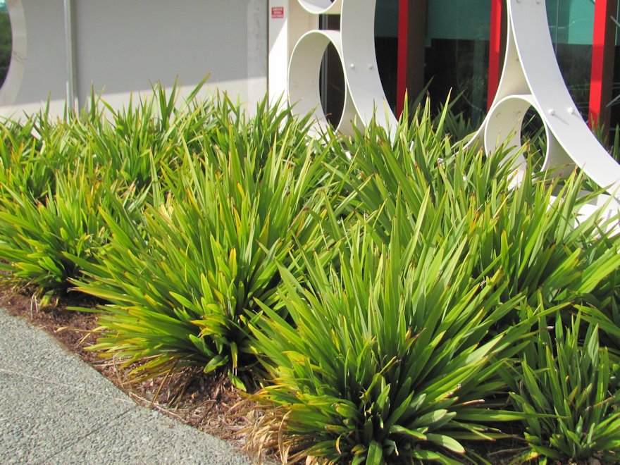 Phormium Emerald Gem - Dwarf Mountain Flax