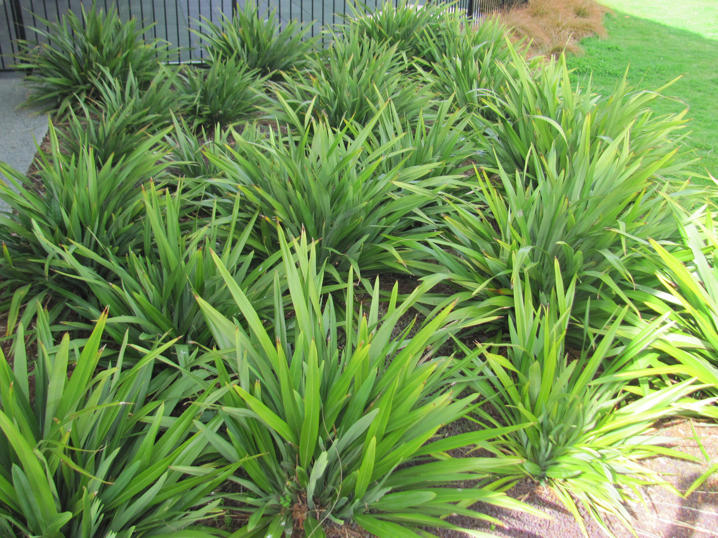 Phormium Emerald Gem - Dwarf Mountain Flax