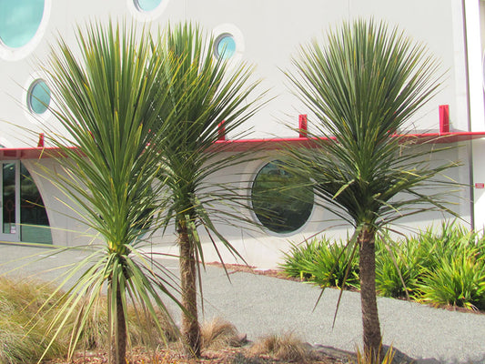 Cordyline Australis - Cabbage Tree