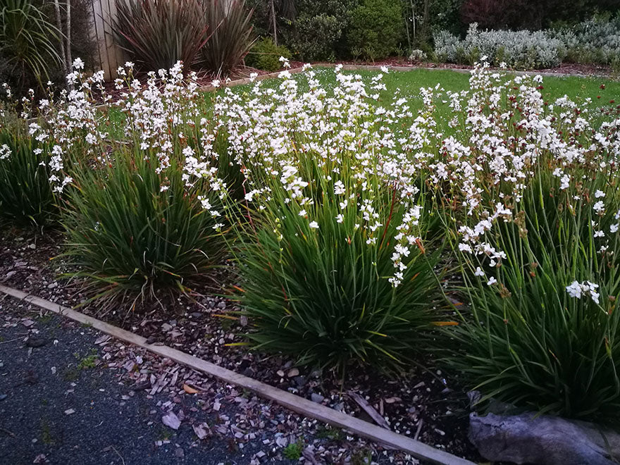 Libertia Grandiflora - NZ Flax Lily